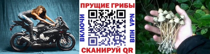 Псилоцибиновые грибы Psilocybine cubensis Лагань